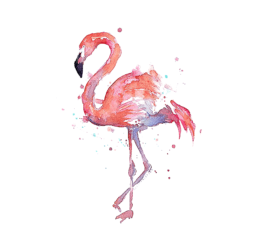 png clipart t shirt paper flamingo watercolor painting printmaking drawing flamingos flami