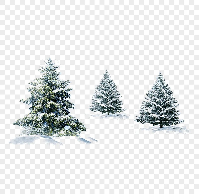 png clipart three green pine trees covered in snow illustration christmas tree gift snow p