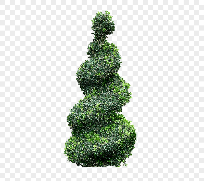 png clipart topiary tree cupressus landscape tree grass spruce