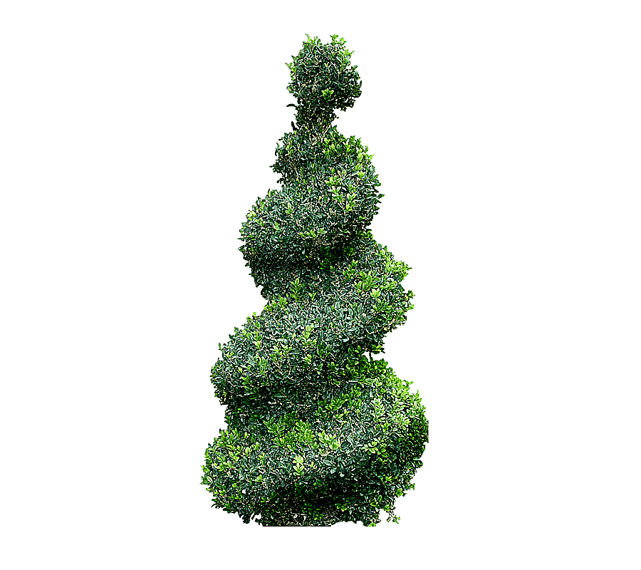 png clipart topiary tree cupressus landscape tree grass spruce
