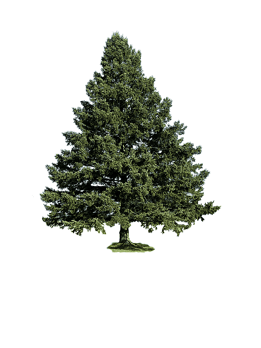 png clipart tree 22 green pine tree