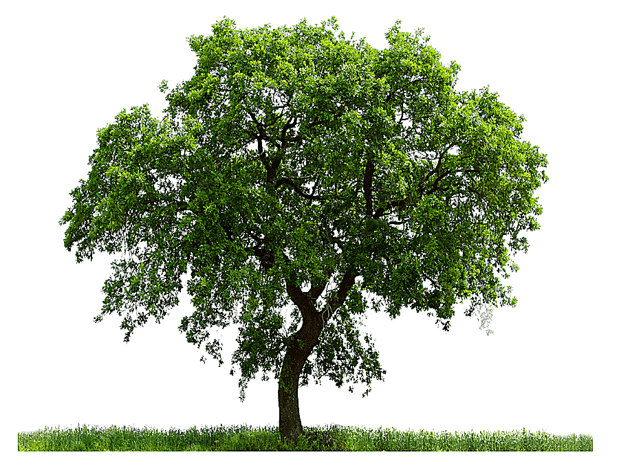 png clipart tree ab green tree