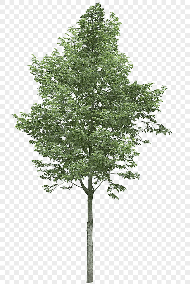png clipart tree acer campestre graphy trees maple photography