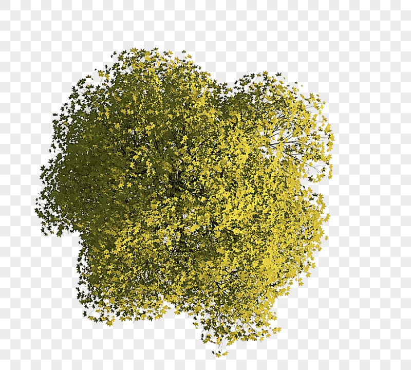 png clipart tree architecture drawing autocad floor plan tree top view green leafed plant