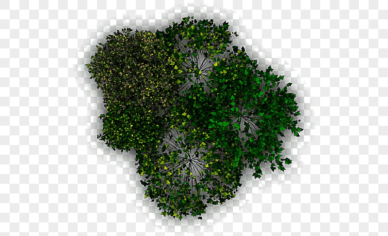 png clipart tree architecture evergreen tree plan grass