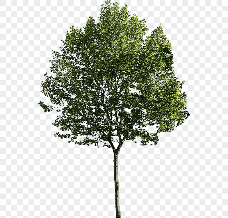 png clipart tree architecture pine tree branch landscape
