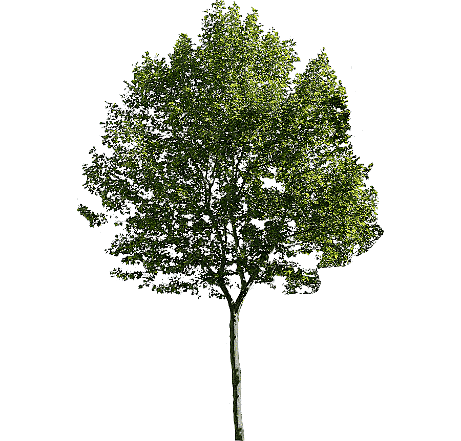 png clipart tree architecture pine tree branch landscape