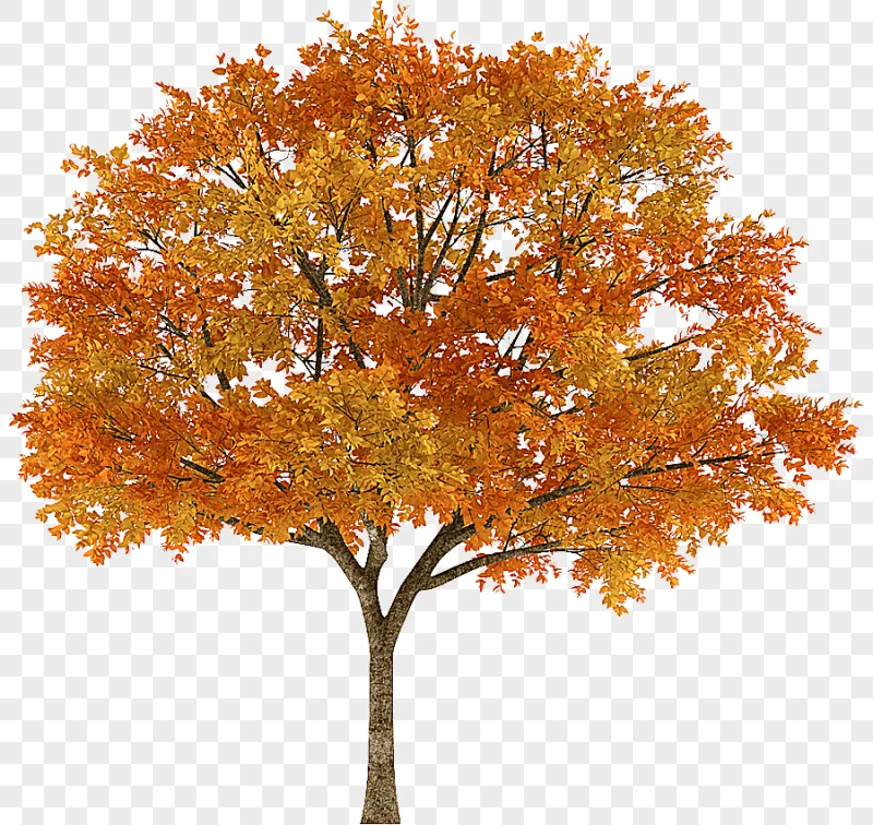 png clipart tree autumn maple graphy branch tree top leaf maple leaf