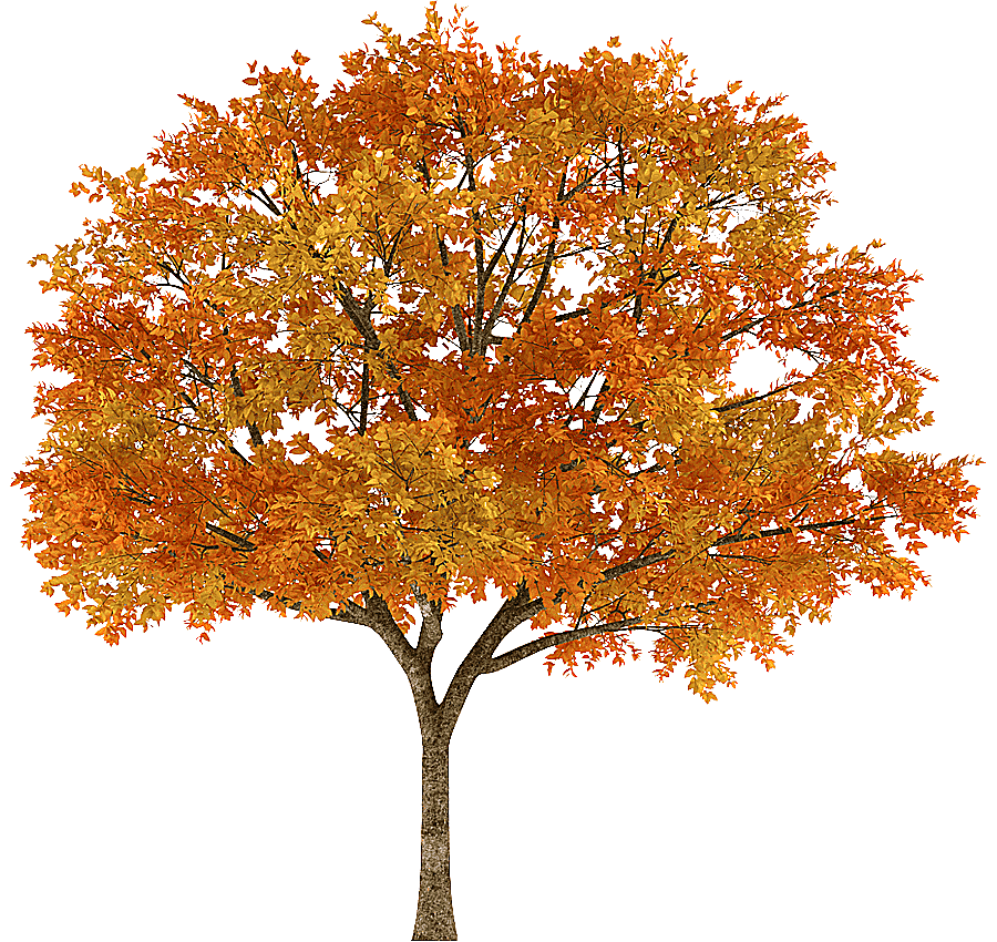 png clipart tree autumn maple graphy branch tree top leaf maple leaf