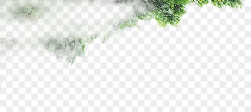 png clipart tree background tree background forest