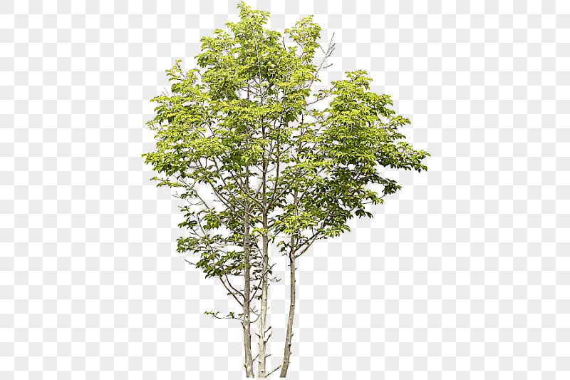 png clipart tree birch landscape tree 3d computer graphics photography
