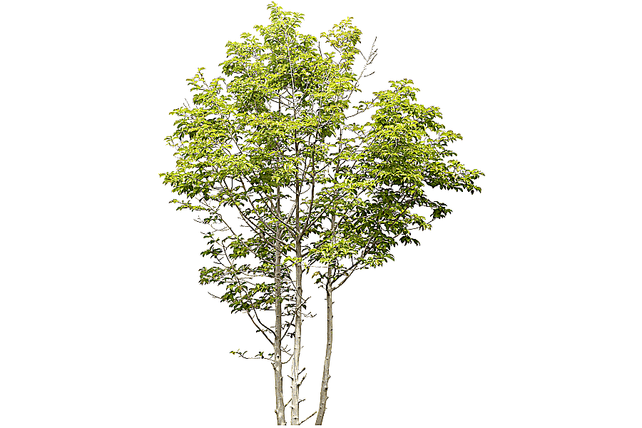 png clipart tree birch landscape tree 3d computer graphics photography