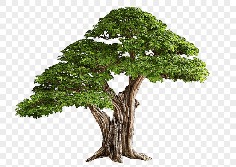 png clipart tree bonsai branch plant tree branch tree planting