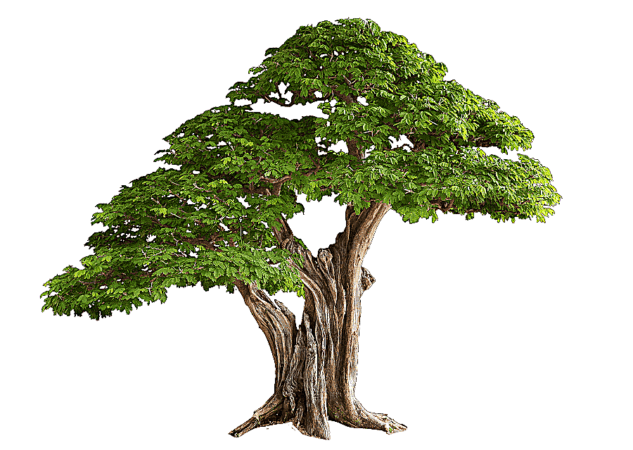 png clipart tree bonsai branch plant tree branch tree planting