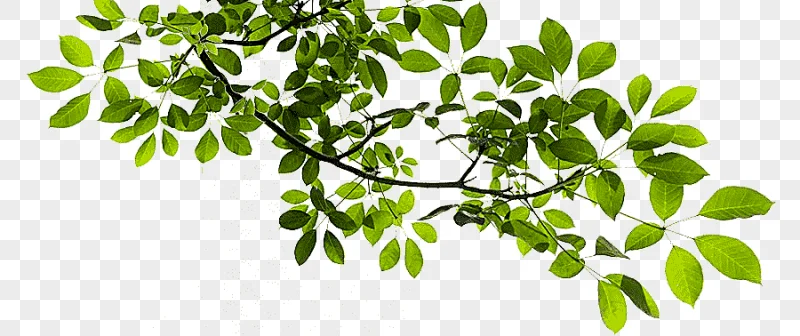 png clipart tree branch tree branch green tree illustration image file formats leaf
