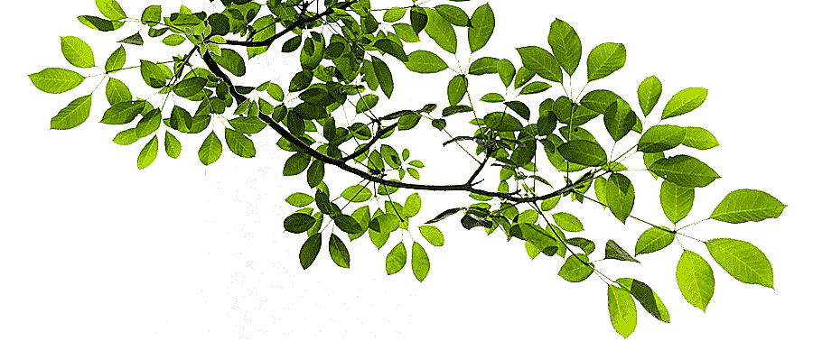 png clipart tree branch tree branch green tree illustration image file formats leaf