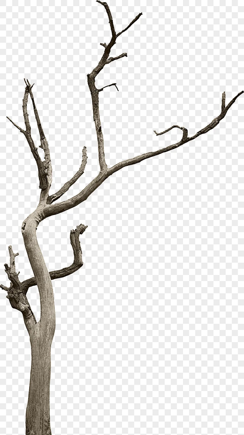 png clipart tree branch woody plant snag tree trunk antler leaf