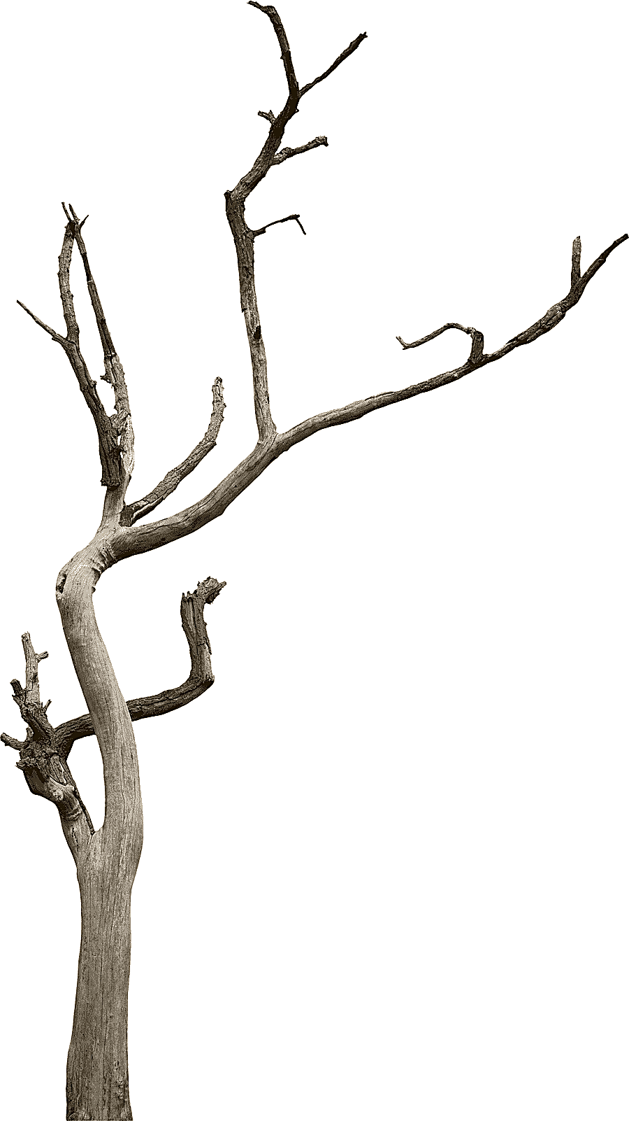 png clipart tree branch woody plant snag tree trunk antler leaf