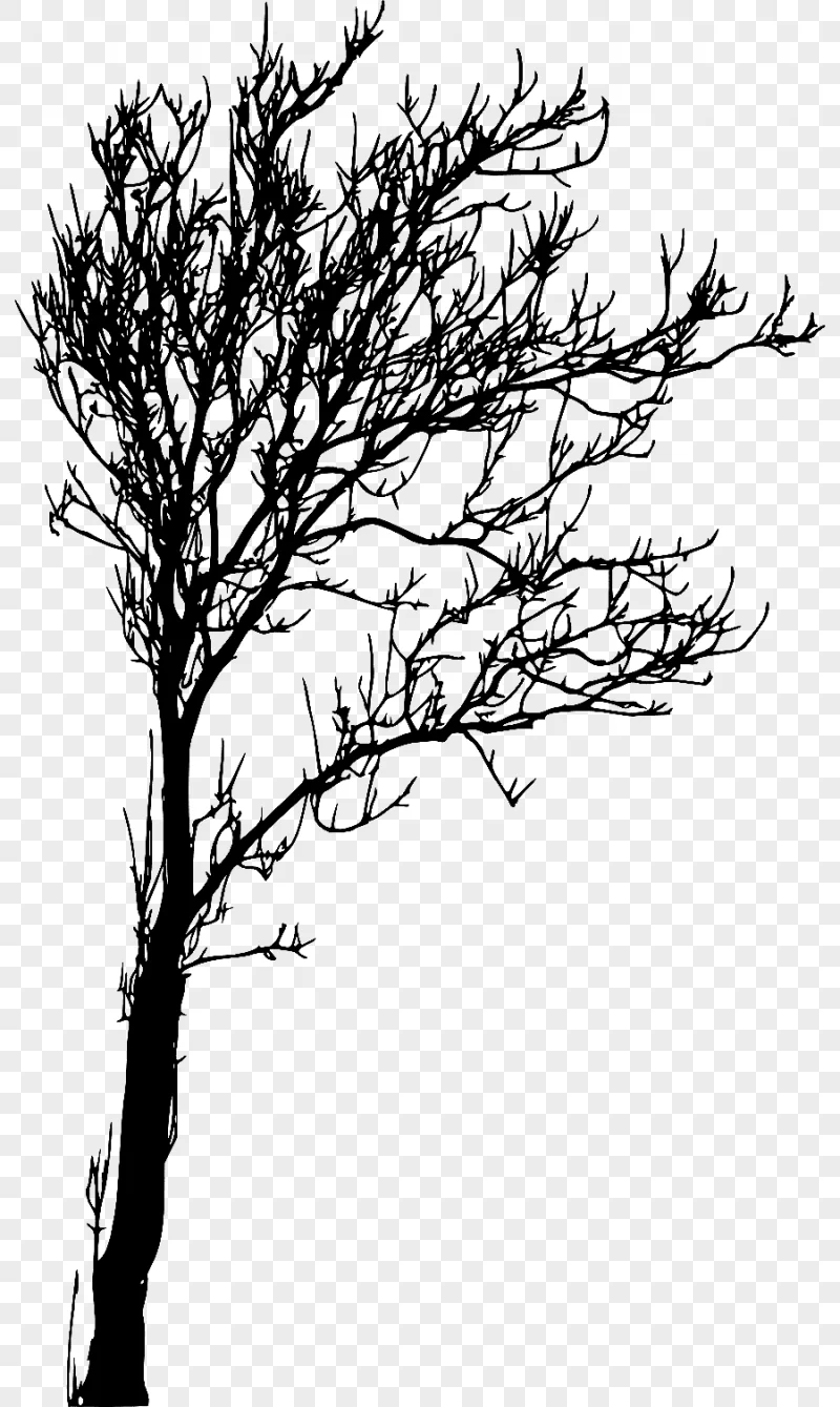 png clipart tree branch woody plant twig silhouette tree leaf photography