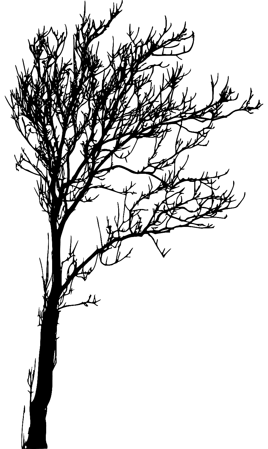 png clipart tree branch woody plant twig silhouette tree leaf photography