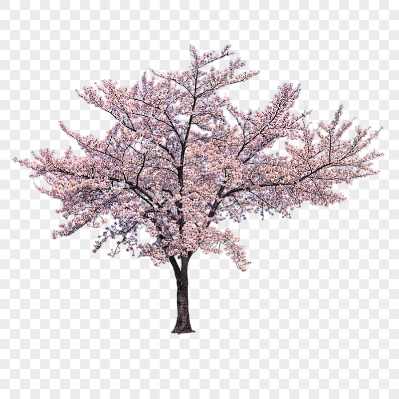 png clipart tree cherry blossom branch trees of cherry blossoms tree tree branch palm tree