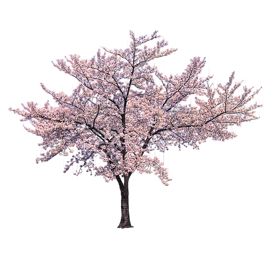 png clipart tree cherry blossom branch trees of cherry blossoms tree tree branch palm tree
