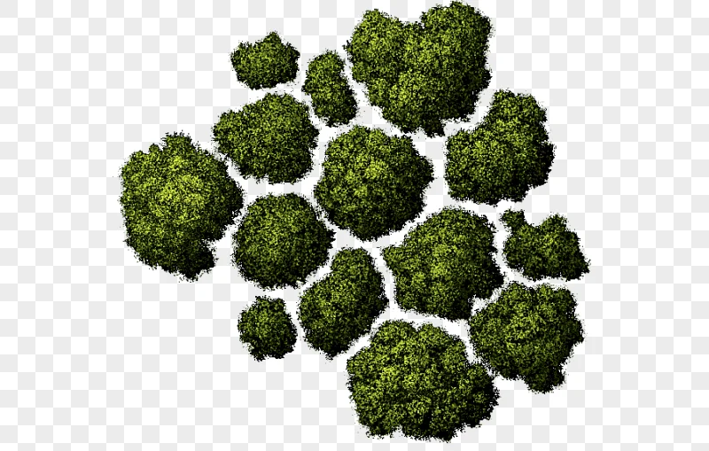 png clipart tree computer icons architecture tree top tree grass ornament illustration mis