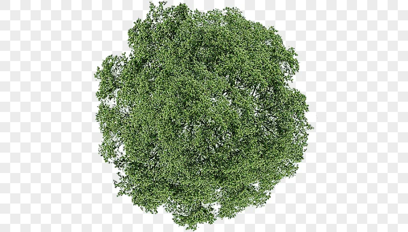 png clipart tree dill shrub tree top view green leafed tree leaf branch