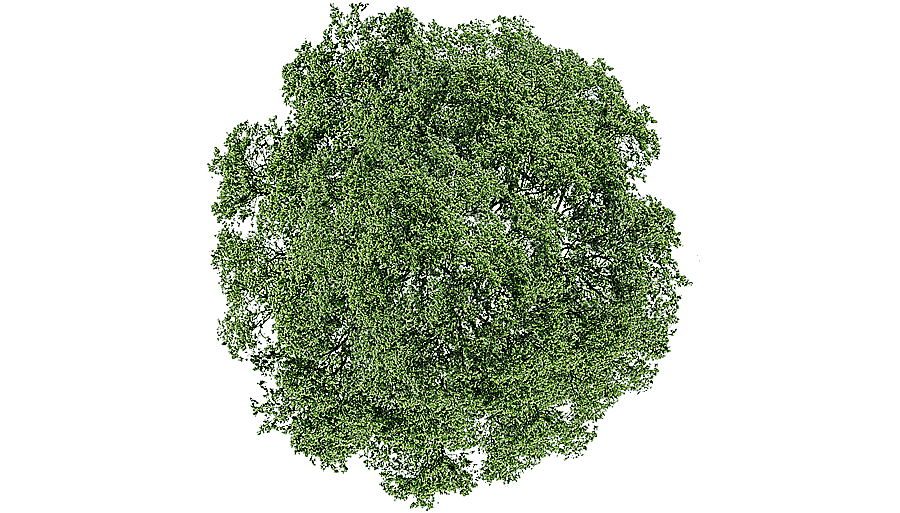 png clipart tree dill shrub tree top view green leafed tree leaf branch