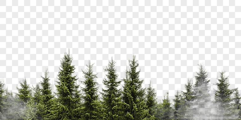 png clipart tree evergreen conifers forest branch tree grass color