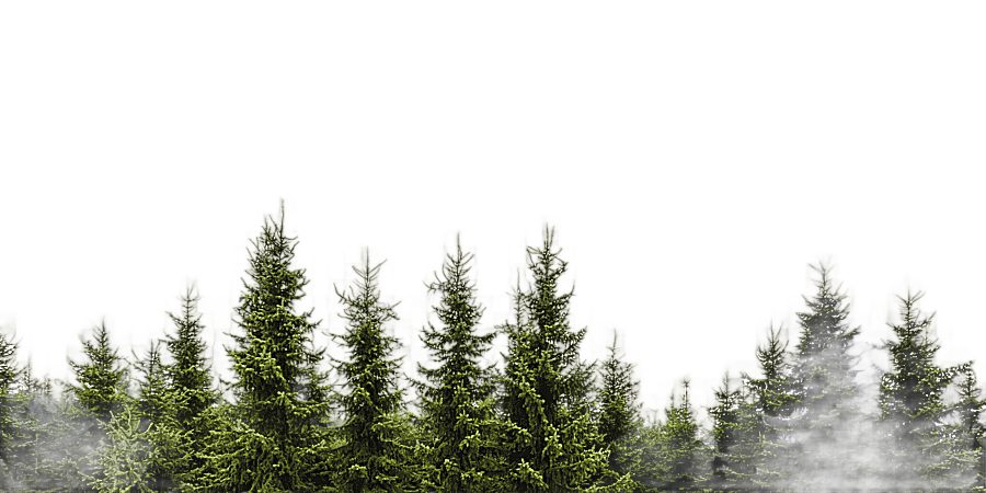 png clipart tree evergreen conifers forest branch tree grass color