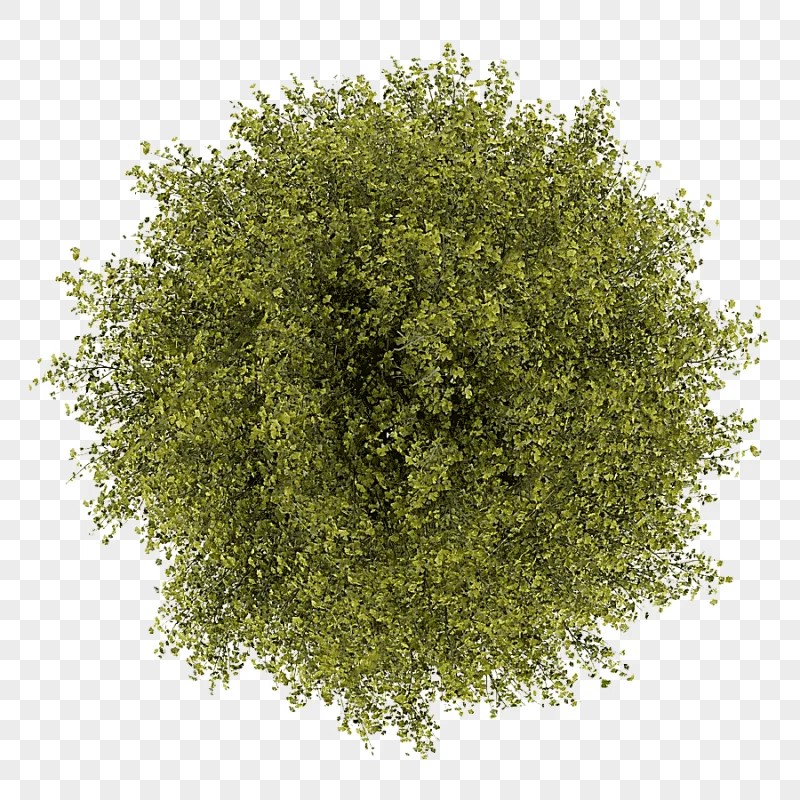 png clipart tree graphy tree top view green trees maple photography