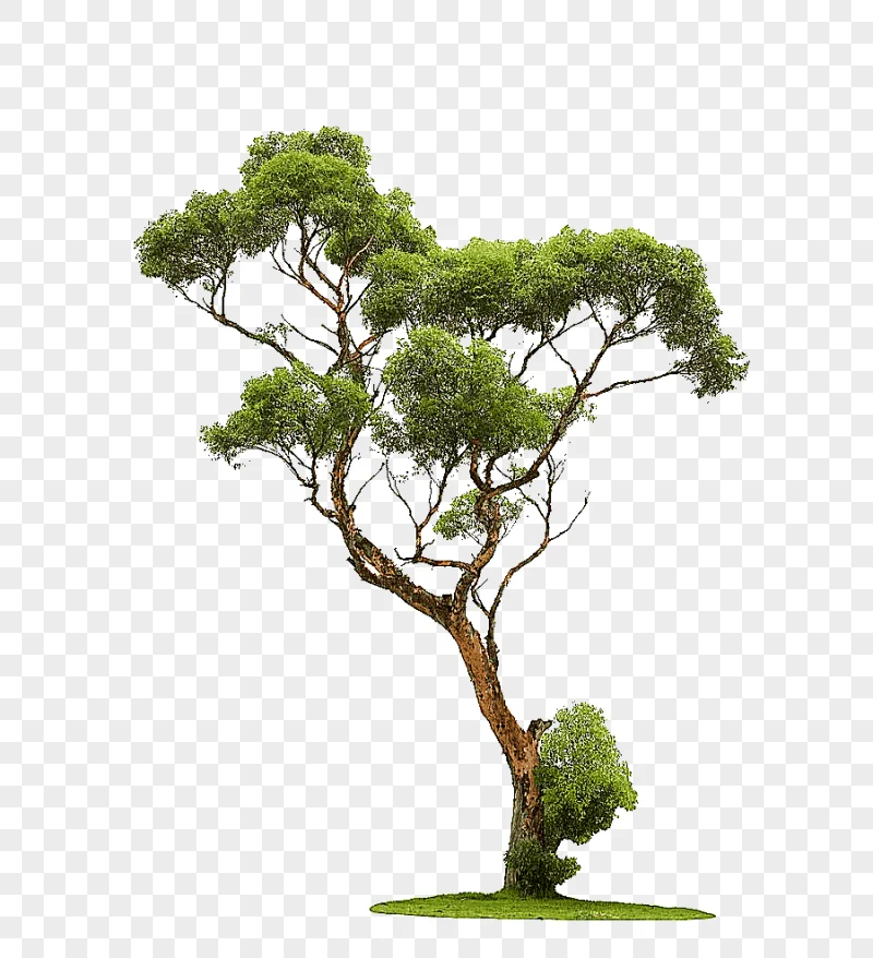 png clipart tree graphy trees green leafed tree photography tree branch