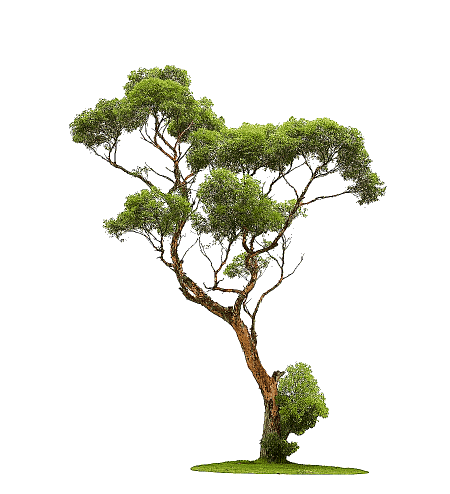 png clipart tree graphy trees green leafed tree photography tree branch