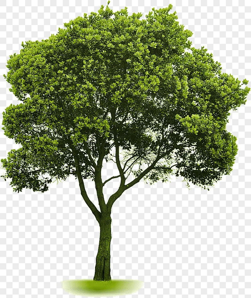 png clipart tree landscaping lawn tree landscape branch