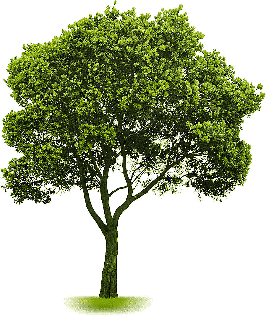 png clipart tree landscaping lawn tree landscape branch