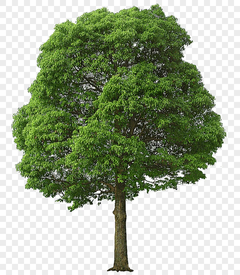 png clipart tree large green tree green tree illustration leaf branch