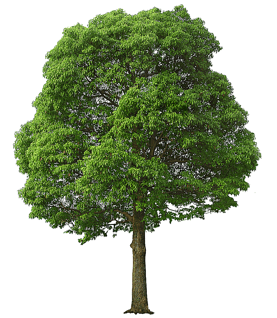 png clipart tree large green tree green tree illustration leaf branch