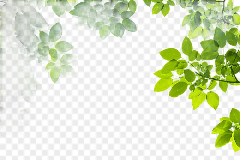 png clipart tree man frame leaf