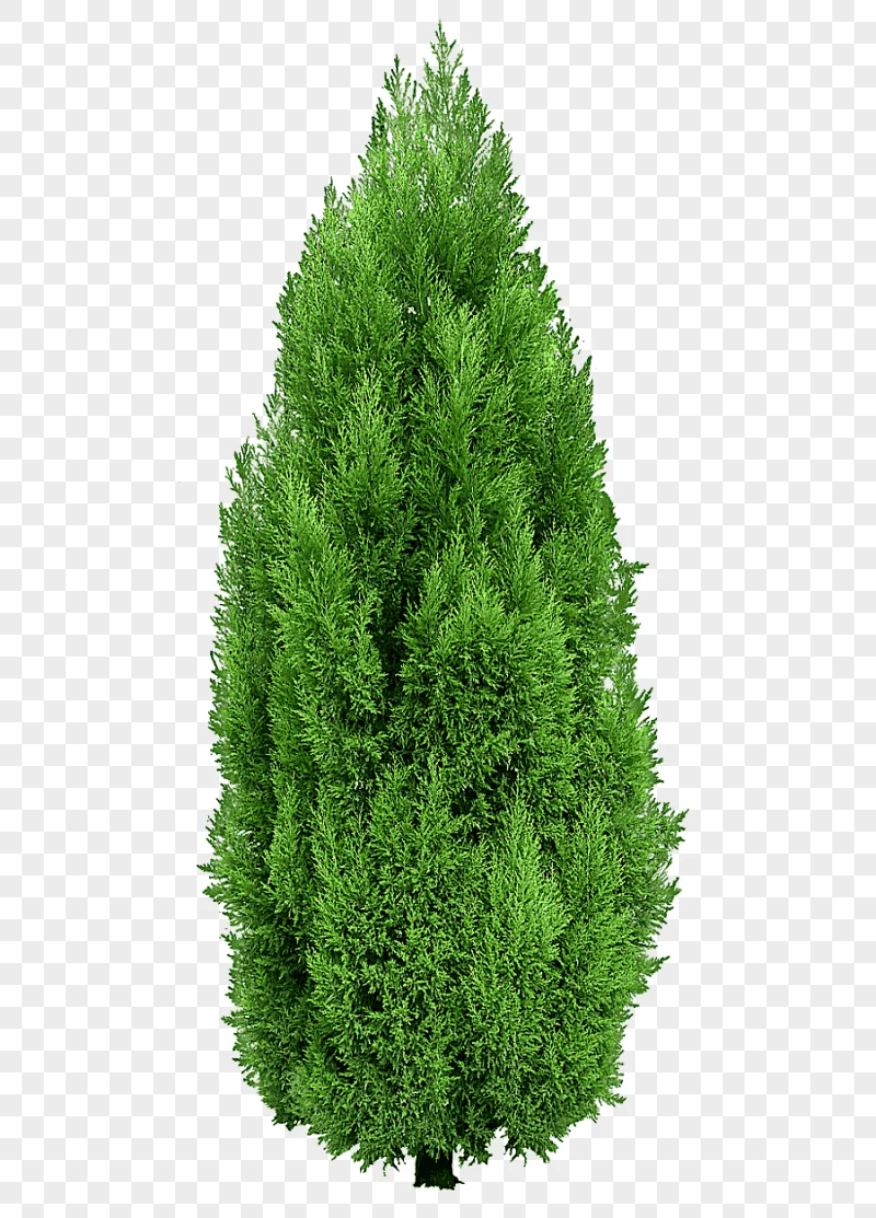 png clipart tree mediterranean cypress hedge cypress tree green spruce tree grass spruce