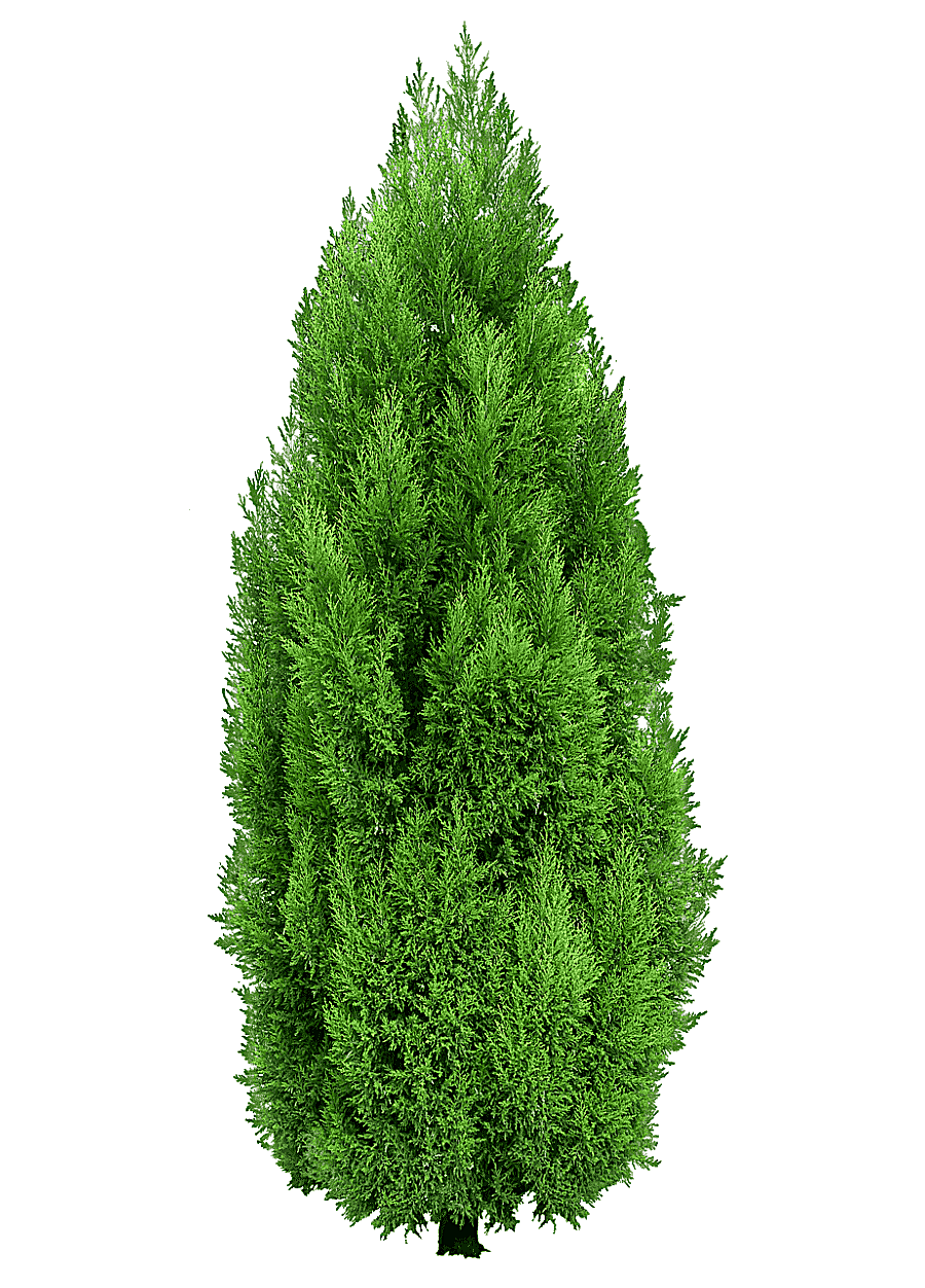 png clipart tree mediterranean cypress hedge cypress tree green spruce tree grass spruce