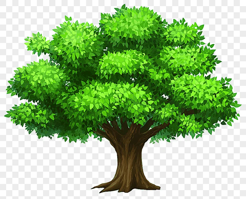 png clipart tree oak oack tree green tree leaf grass