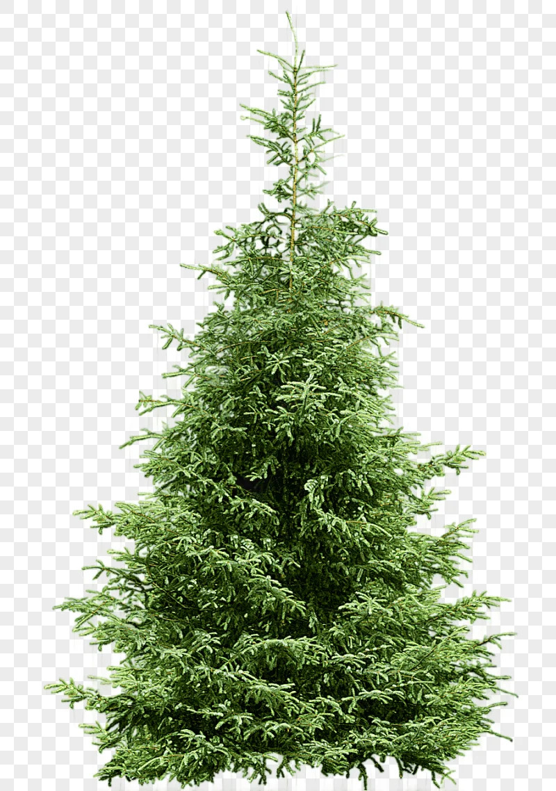 png clipart tree pine fir spruce fir tree christmas decoration new year
