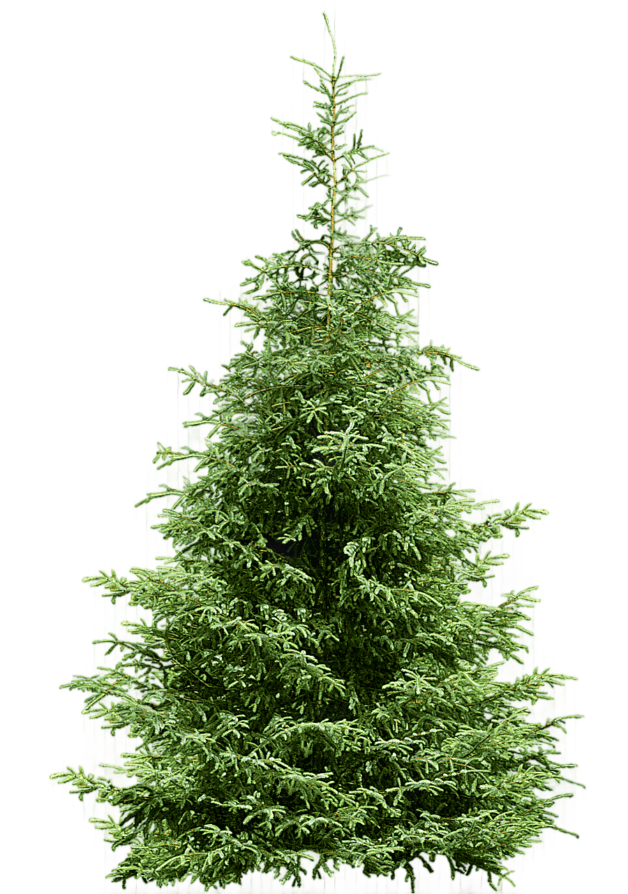 png clipart tree pine fir spruce fir tree christmas decoration new year