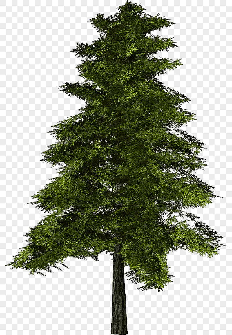 png clipart tree pine fir tree branch texture mapping