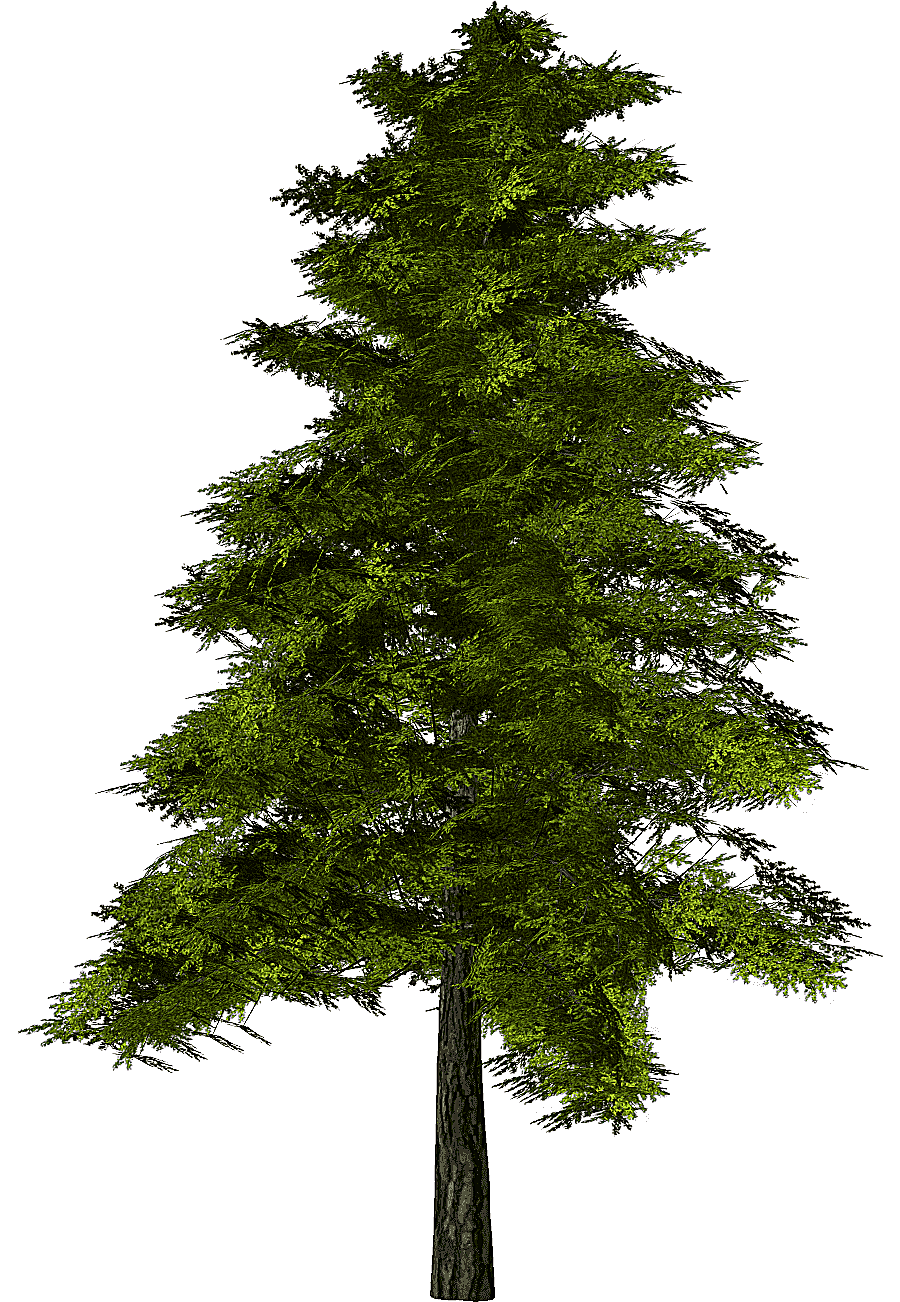 png clipart tree pine fir tree branch texture mapping