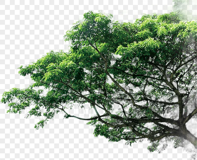 png clipart tree pine trees trees
