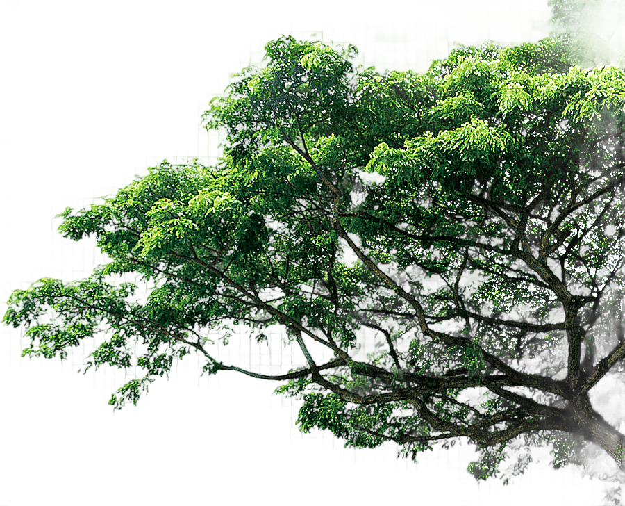 png clipart tree pine trees trees