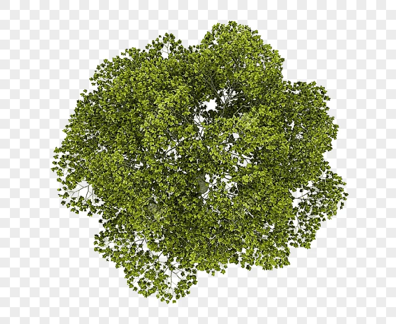 png clipart tree plan watercolor painting tree top green leafed tree leaf grass