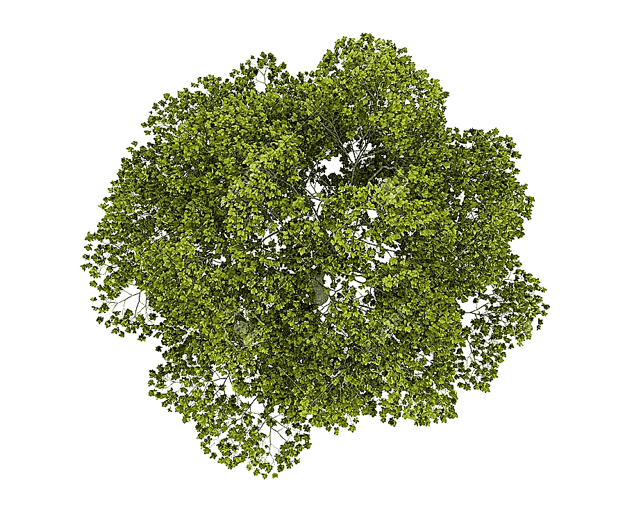 png clipart tree plan watercolor painting tree top green leafed tree leaf grass